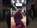 بيحبوني آي دول بيخافوا يعملوا لآيك اتشهر اكسبلور باندا مهرجانات Partymusic الغوريلا بيحبوني آي دول بيخافوا يعملوا لآيك اتشهر اكسبلور باندا مهرجانات Partymusic الغوريلا