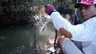 Mancing Belanak Babon Spot Baru Bikin Ketagihan