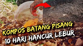 Kompos Batang Pisang 10 Hari sudah HancuRR⁉️😲 Begini Caranya ! #pupukpembenahtanahorganik