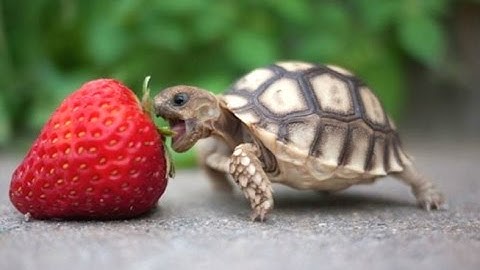 Turtle / Tortoise - A Funny Turtle And Cute Turtle Videos Compilation || NEW HD