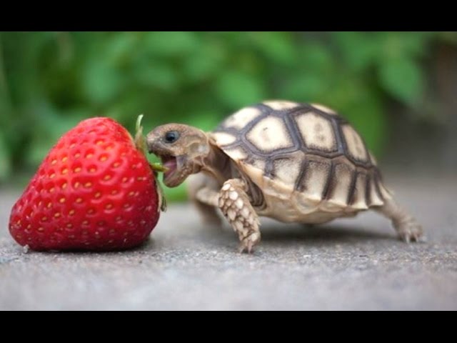 Turtle / Tortoise - A Funny Turtle And Cute Turtle Videos Compilation || NEW HD class=