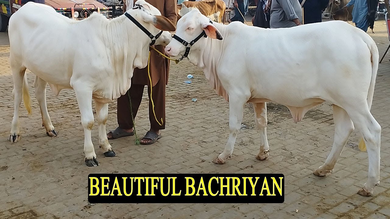 Beautiful Bachriyan 🐄✨ | Kheray Bachray 2025 | Mandi Ke Rang Latest Update