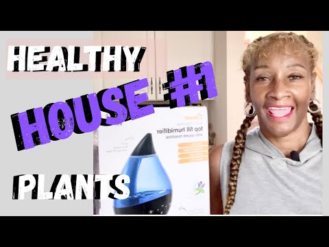 How To Increase Plant Growth With Humidifier | The How To Lady