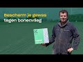 Bonenvlieg bestrijden met nuttige nematoden (aaltjes)