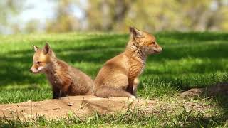 Red Fox Kits  May 05, 2023