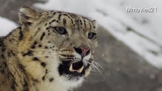 雪まみれのユキヒョウ　シジム 檻登り~Snow Leopard　in the snow