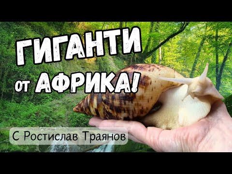 Африкански ГИГАНТСКИ охлюви | За любимците в черупка - от Рости