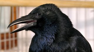 Carrion crow paper shredder by Steve Downer - Wildlife Cameraman 1,285 views 1 year ago 3 minutes, 53 seconds