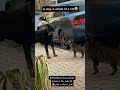    قطة مع كلب