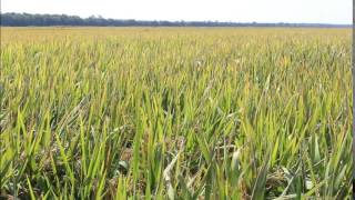 National Rice Month 2015, Banks, Ms