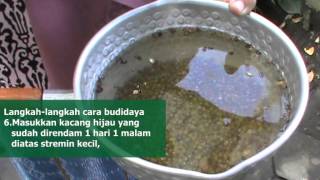 Download lagu Budidaya kecambah Budidaya kecambah