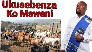 Umswani Wembuzi (dr mnguni)