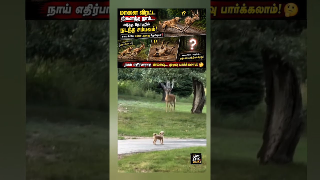 🦌 மானை விரட்ட நினைத்த நாய்... அடுத்த நொடியில் நடந்த சம்பவம் யாரும் எதிர்பார்க்கவில்லை! 😱
