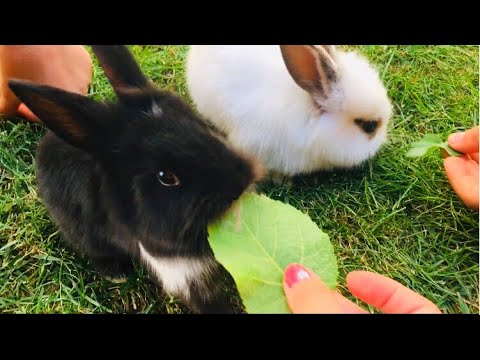 Yavru Tavşanlar Mama Yiyor ÇOK TATLILAR 🐰 | Çocuk Videosu