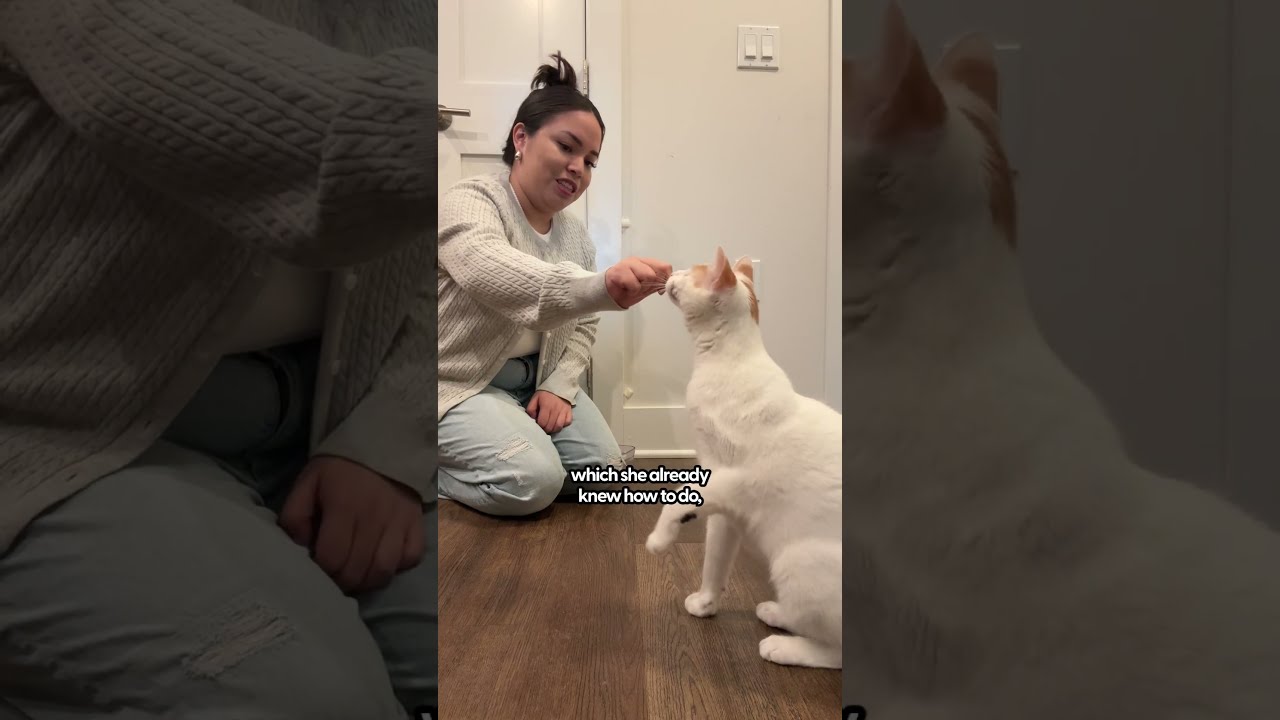 Training Your Cat To High Five The Pack