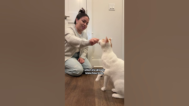 Training Your Cat To High Five | The Pack