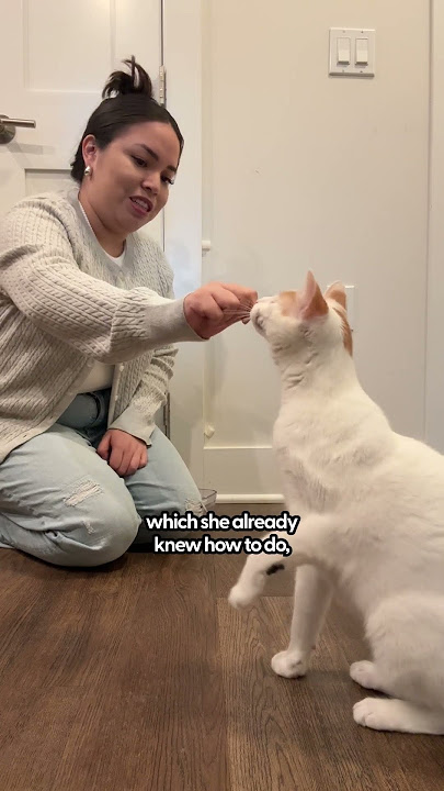 Melatih Kucing Anda untuk Melakukan Tos | The Pack
