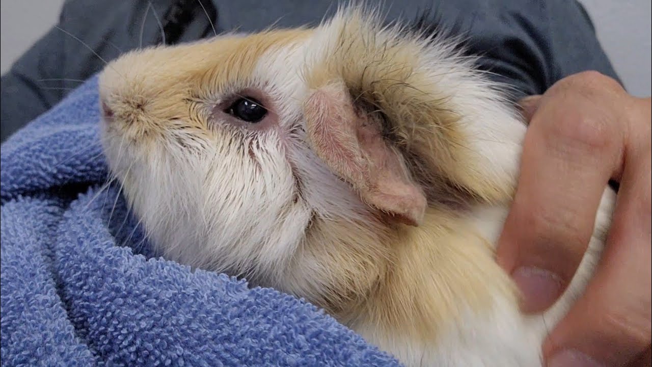 Gus to Vet Specialist - Eye Injury Won't Heal