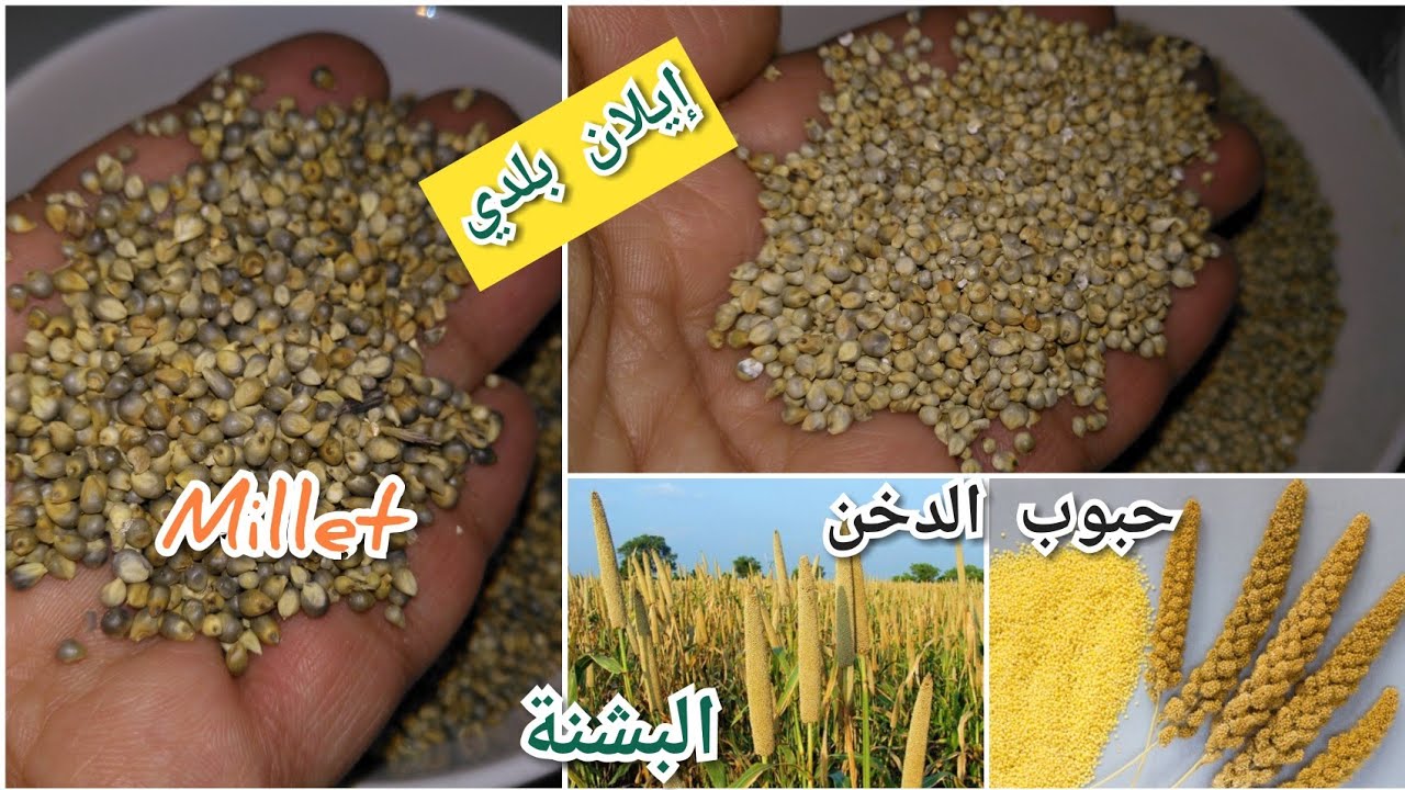 إيلان الدخن البشنة /الفرق بين إيلان بلدي و إيلان رومي millet YouTube
