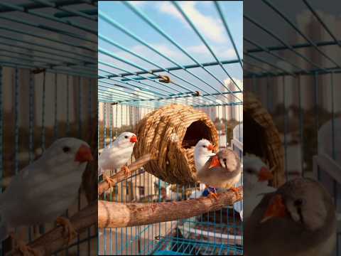 اسعار عصافير الزيبرا بالدولار الامريكي