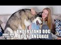 Reading My Husky's Body Language! Understand Your Dog!