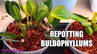 Repotting creeping Bulbophyllum Orchids & tips on suitable setups