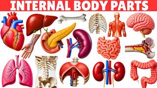 Internal Body Parts for Kids | Internal Body Organs and their functions | Brain, Heart, Lungs & More