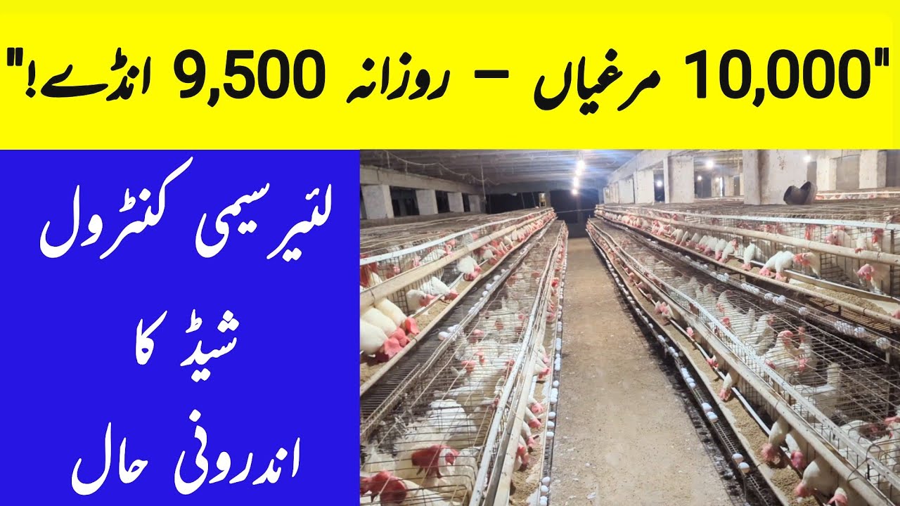 10,000 Murghiyon Ka Layer Farm – Full Setup & Profit Secrets! | Layer farming in Pakistan| poultry