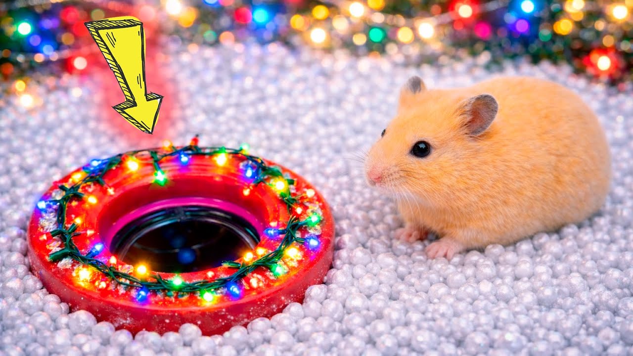 🐹🎄Hamster Winter Christmas - Maze Adventures🛑Live Stream