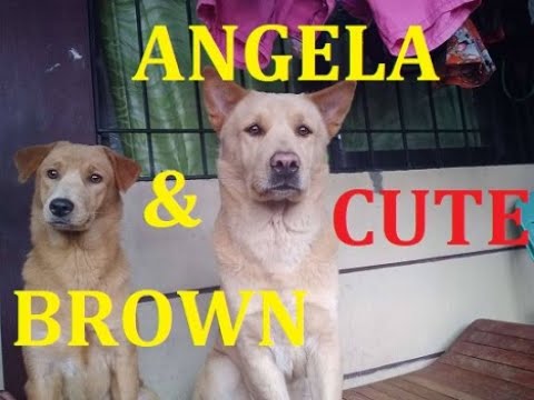 doggies-bonding-angela-&-brown