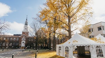 Ginkgo Tree Bathes the Green With Leaves