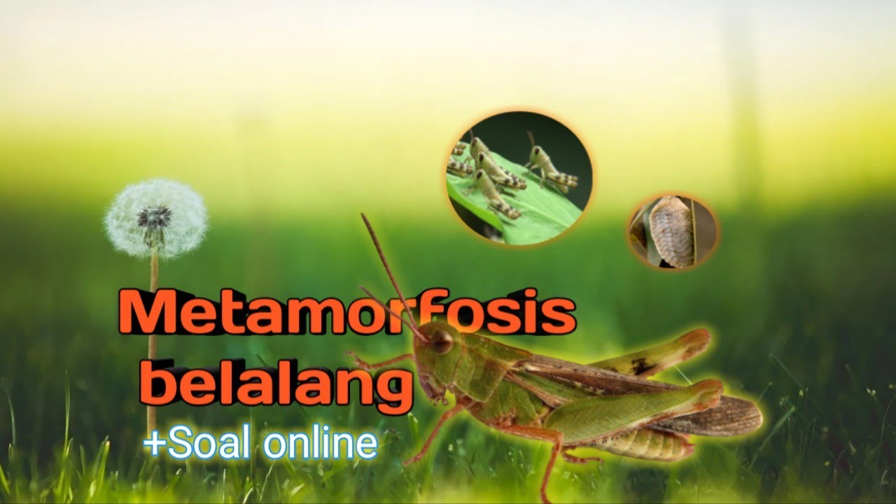 Penjelasan Lengkap Tahapan Metamorfosis  Belalang 