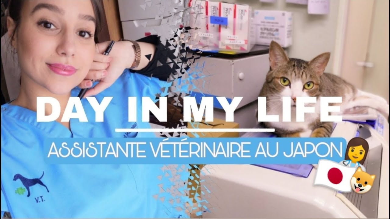 ETRE ASSISTANTE VETERINAIRE AU JAPON - DAY IN MY LIFE VLOG