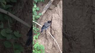 Old Well In The Fields Birds, Flowers & Green Life