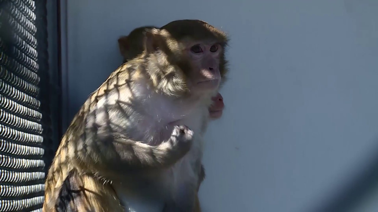 Brilliant Baboons Escape From Texas Biolab Using Their Captors