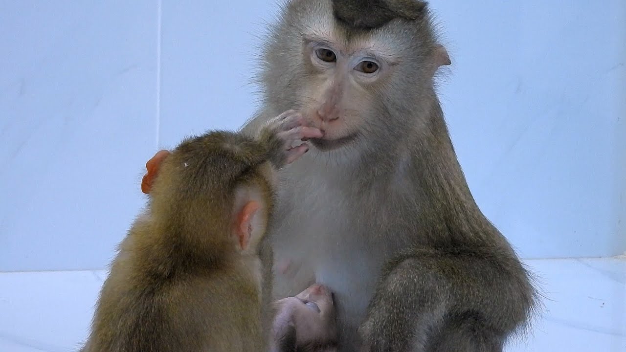 Daughter Valen Grooming Luna While Feed Milk To Luka