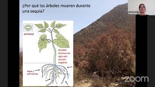 Los Bosques de Chile frente a la Megaseguía