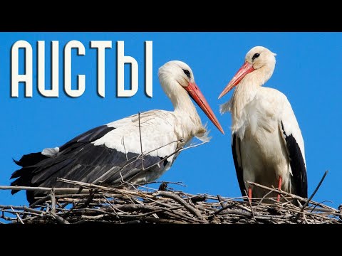 Дальневосточный аист и его белый собрат. Сходство и отличие (Птицы России) Фильм 75