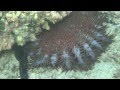 Acanthaster planci ile de la runion lagon de lermitagem2ts