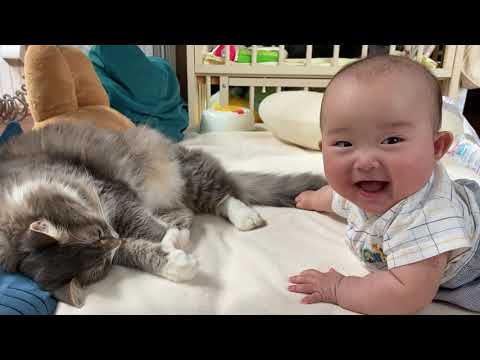 魅力的な尻尾で惹きつける猫　ノルウェージャンフォレストキャットA cat that attracts with its attractive tail. Norwegian Forest Cat.
