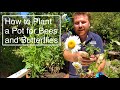How to Plant a Wildlife Container or Pot for Butterflies and Bees - Top Plants to Include