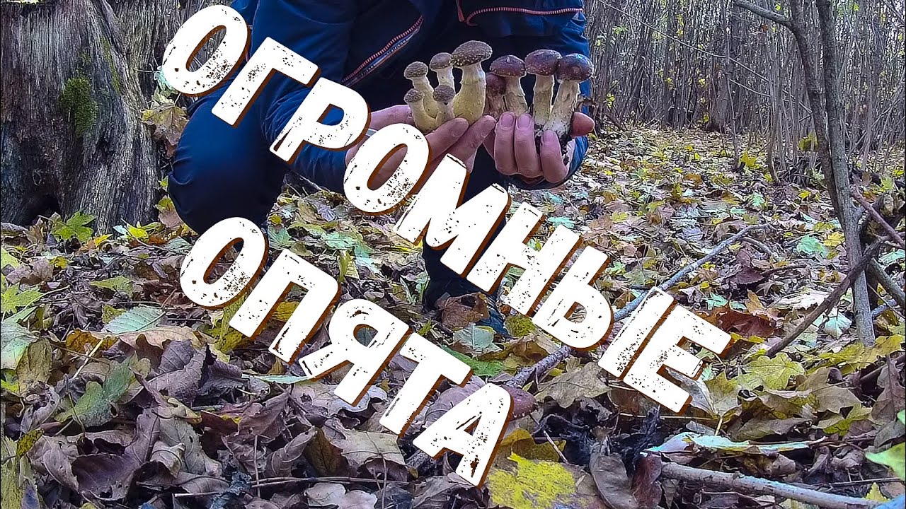 Попали на ОГРОМНЫЕ ОПЯТА. Сбор зимних опят.