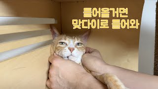 고양이 얼굴 마사지 해줬습니다.