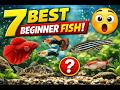 Top 7 Beginner Aquarium Fish for Small Tanks | Easy to Keep
