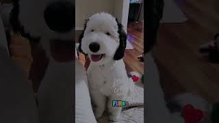 Meet Bayley, the RealLife Snoopy! Adorable Mini Sheepadoodle Taking Instagram by Storm!