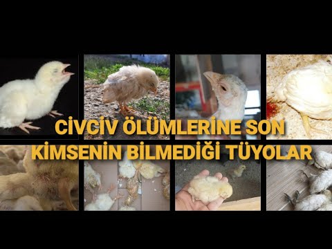 Video: Ördek Yumurtalarının Ölü veya Hala Canlı Olduğunu Kontrol Etmenin 3 Yolu