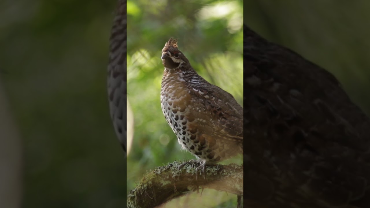 Рябчик в лесу // Hazel grouse 