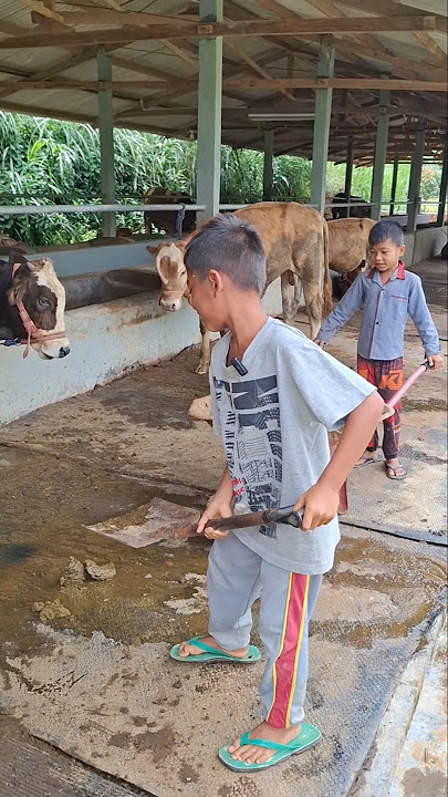 Ulum lagi bersih-bersih #trendingshorts #sapi