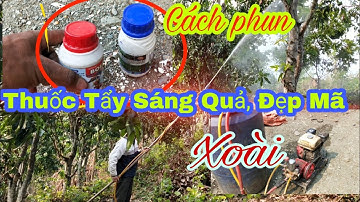 PHUN TẨY CHÁM, SÁNG QUẢ + TRỪ SÂU CHO QUẢ XOÀI - NÊN XEM NẾU MUỐN RỄ BÁN || Vườn Cây Ăn Trái Vlog