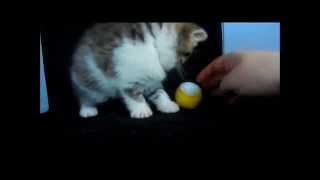 Exotic Shorthair Kitten, Brown Tabby and White, at 5 weeks by Chustmi 877 views 10 years ago 4 minutes, 46 seconds